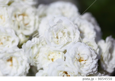bush of white roses outdoor 9854550