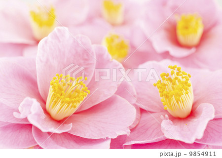 ピンクのツバキの花花 9854911