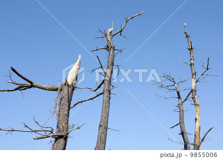 枯れた松の木 9855006