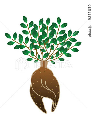 カジュマルの木 9855050