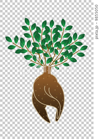 カジュマルの木 9855050