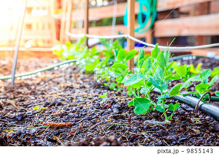 Garden in spring 9855143