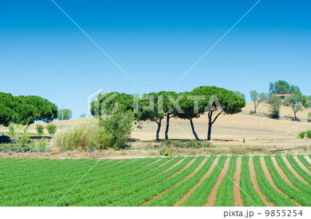 Tomato field on bright summer day 9855254