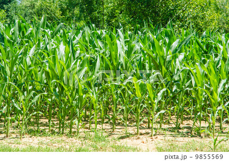 Corn field on bright summer day 9855569