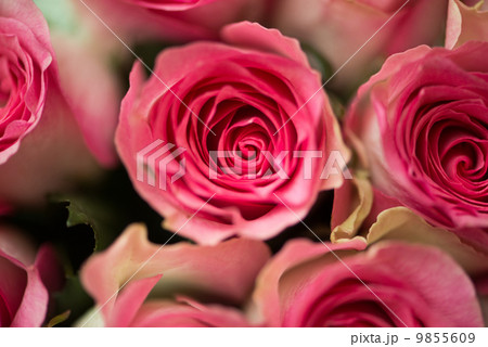 Nice roses in celebration concept 9855609