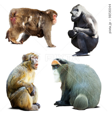Set of monkeys. Isolated over white 9856044