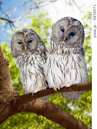 Grey Owls couple on tree Grey Owls couple on tree 9856071