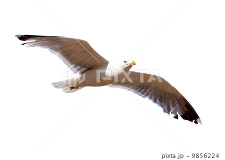 Hovering seagull. Isolated 9856224