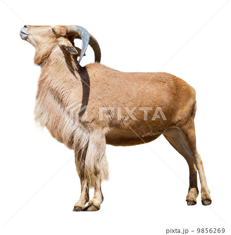 Female barbary sheep. Isolated over white 9856269