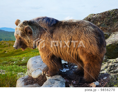 bear on stone in wildness area bear on stone in wildness area 9856270