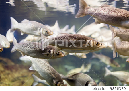 grey mullet at water grey mullet at water 9856320