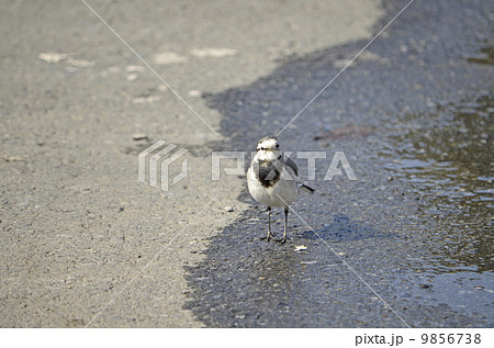 ハクセキレイ（白鶺鴒） 9856738