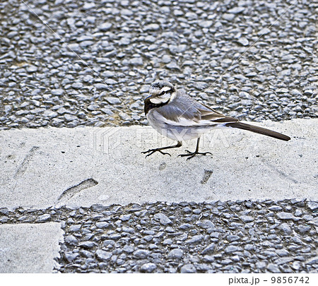 ハクセキレイ(白鶺鴒) ハクセキレイ(白鶺鴒) 9856742