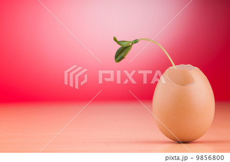 Eggs with green seedling in new life concept 9856800