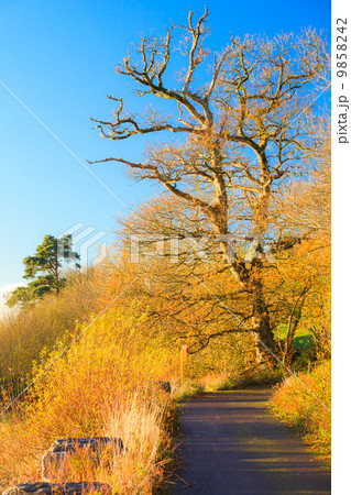 Beautiful landscape. Autumn Pathway Co.Cork, Ireland. 9858242