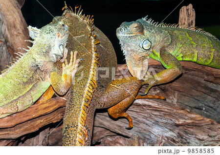 Green iguanas on tree branches Green iguanas on tree branches 9858585