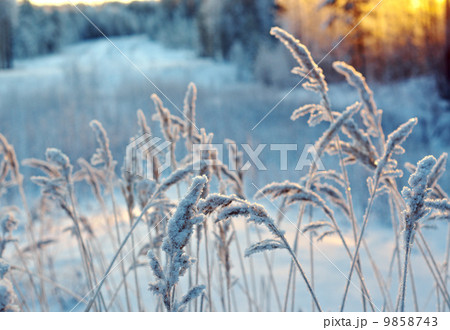 Winter scene 9858743