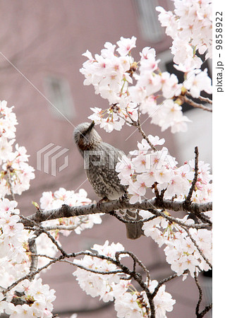 桜の花の密吸うヒヨドリ 桜の花の密吸うヒヨドリ 9858922