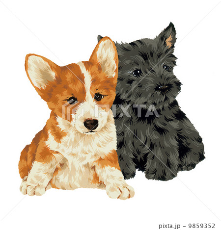 可愛い犬 可愛い犬 9859352