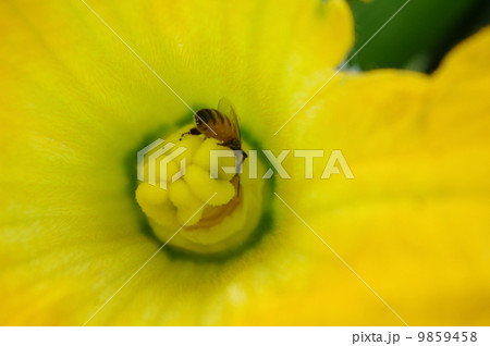 ズッキーニの雌花とミツバチ ズッキーニの雌花とミツバチ 9859458