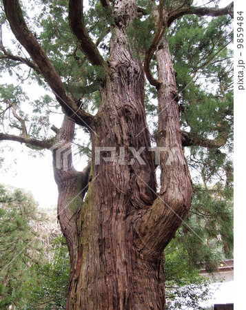 若狭彦神社下社・若狭姫神社の千年杉 9859484