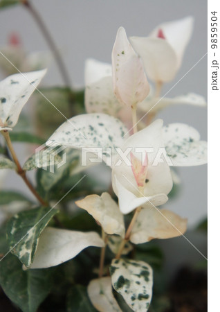 ゴシキカズラ 9859504