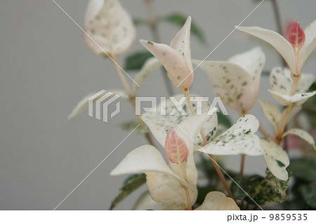 ゴシキカズラ 9859535