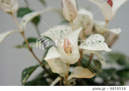 ゴシキカズラ 9859538