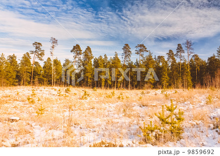 First Snow Covered The Dry Yellow Grass In Forest 9859692