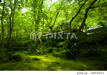 新緑の祇王寺 9859951