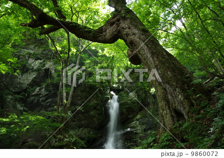 爽やかな新緑の季節、埼玉県秩父市大滝の不動滝 9860072