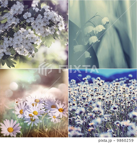Flowers collage 9860259
