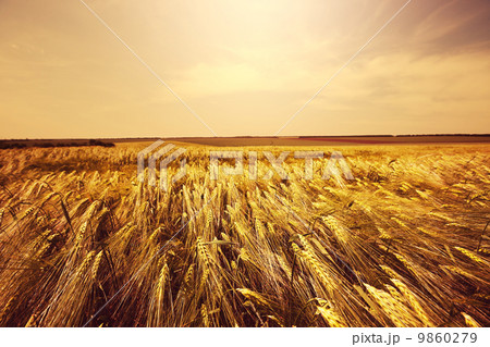 Wheat 9860279