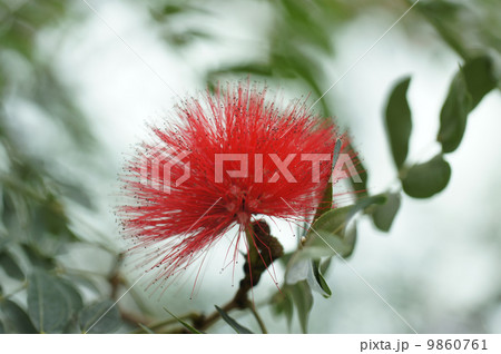 カリアンドラ・ハエマトケファラ 9860761