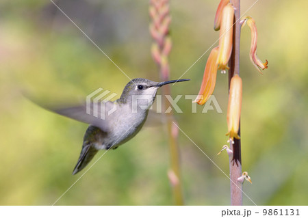 Hummingbird Hummingbird 9861131