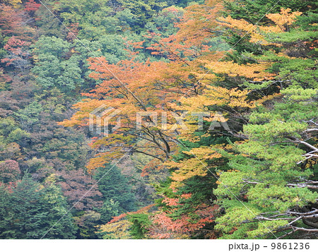 梓川渓谷の夕暮れ 梓川渓谷の夕暮れ 9861236
