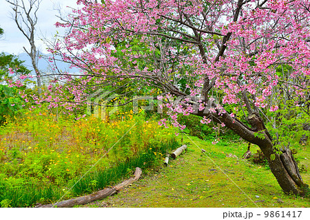 寒緋桜咲く風景 9861417