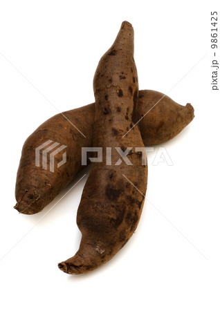 ヤーコン-Smallanthus sonchifolius 9861425