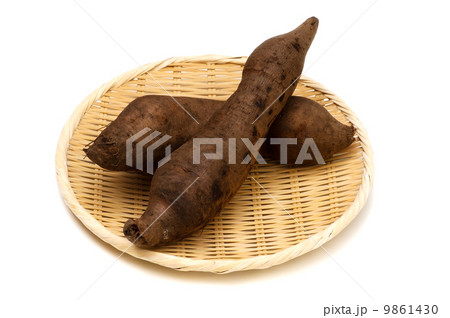 ヤーコン-Smallanthus sonchifolius 9861430