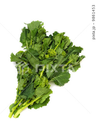 菜花 9861453