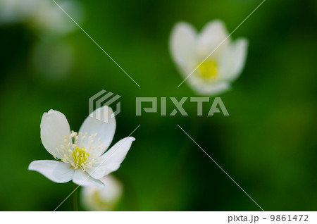 ニリンソウ-Anemone flaccida 9861472