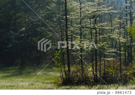 田代湿原の朝 9861473