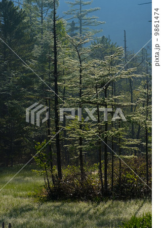 田代湿原の朝 9861474