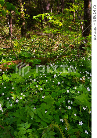 ニリンソウの群落-Anemone flaccida ニリンソウの群落-Anemone flaccida 9861475