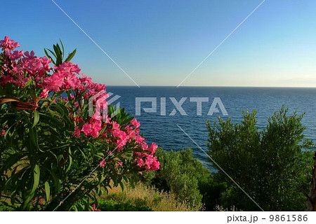 エーゲ海の夏 9861586