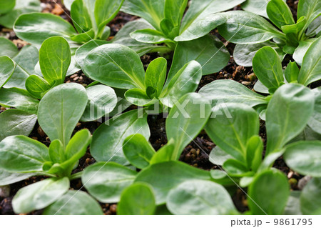 マーシュ 9861795