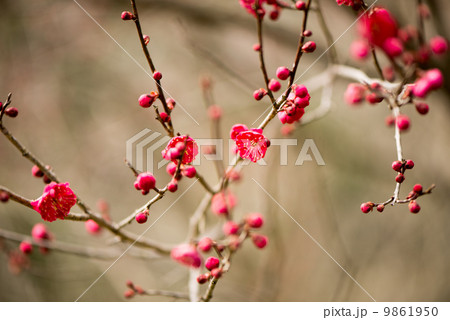 春を呼ぶ紅梅 9861950
