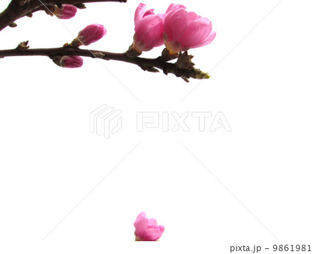 桃の花 9861981
