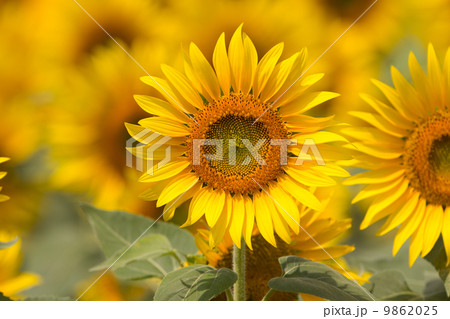 ヒマワリ畑 9862025