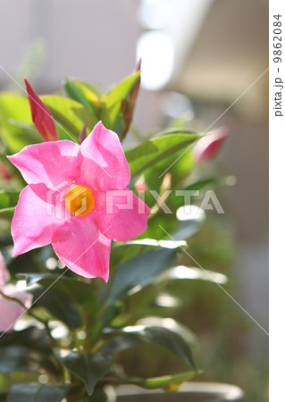 マンデビラ・アモエナ マンデビラ・アモエナ 9862084